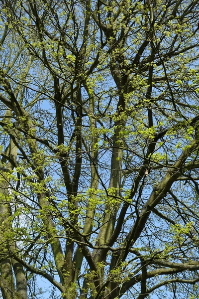 Gröna Träd Skogen — Stockfoto