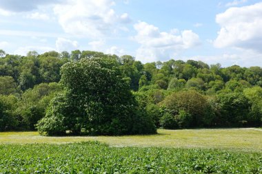 Geniş, yemyeşil çimenleri olan güzel bir bahçe manzarası.