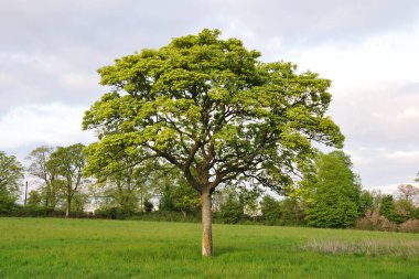 Güzel bir bahçe manzarası, geniş, yemyeşil çimenli, ağaçlı.