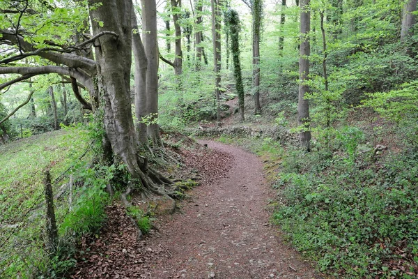 Scenic View Path Beautiful Forest — Stock Photo, Image