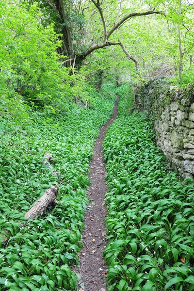 Scenic View Path Beautiful Forest — Stock Photo, Image