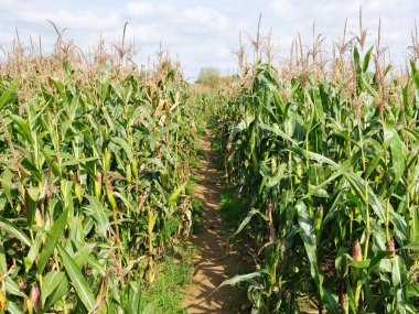 Kırsalda yeşil mısır tarlası 