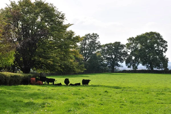 Vue Bovin Entendu Sur Des Terres Agricoles — Photo