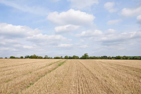 Weizenfeld Auf Dem Land — Stockfoto