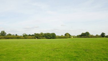 Parktaki güzel yeşil çayır