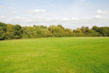 Parkta çimenleri ve ağaçları olan yeşil çimenler.