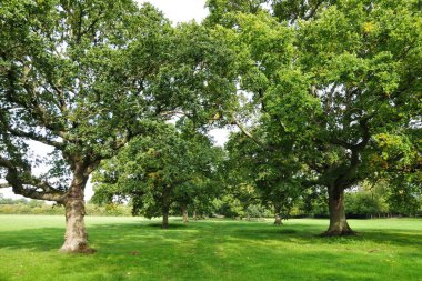 Parktaki yeşil ağaçlar