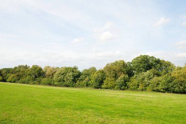 Parkta yeşil bir çayır.