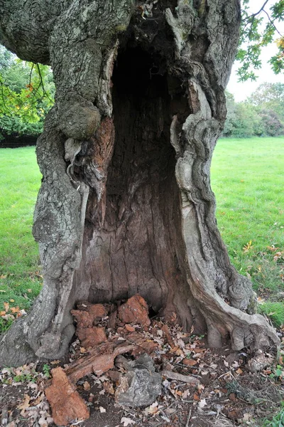 Hollow Tree Trunk Forest — Stock Photo, Image