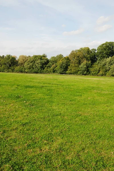 Beautiful Summer Landscape Green Field — Stock Photo, Image