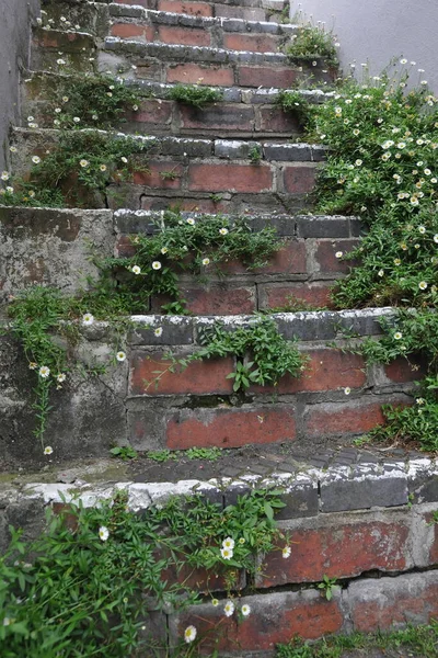 Bitkilerle Dolu Tuğla Basamaklar — Stok fotoğraf