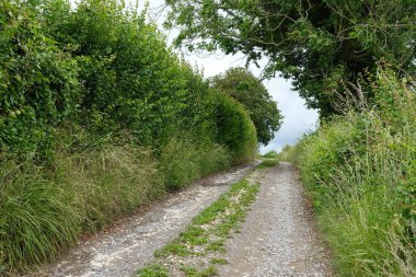 yol boyunca yeşil orman