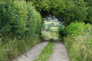 yol boyunca yeşil orman