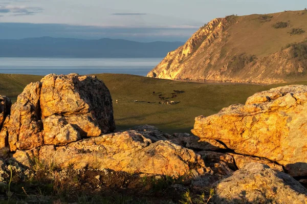 Sekelompok Kuda Merumput Tepi Danau Baikal Antara Batu Batu — Stok Foto