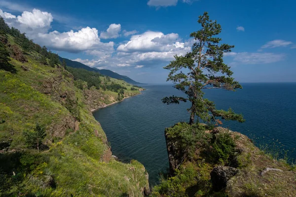 Pohon Cemara Atas Tebing Tepi Danau Baikal Stok Gambar Bebas Royalti