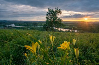 Nehre bakan bir tepenin üstünde yapayalnız huş ağacı.