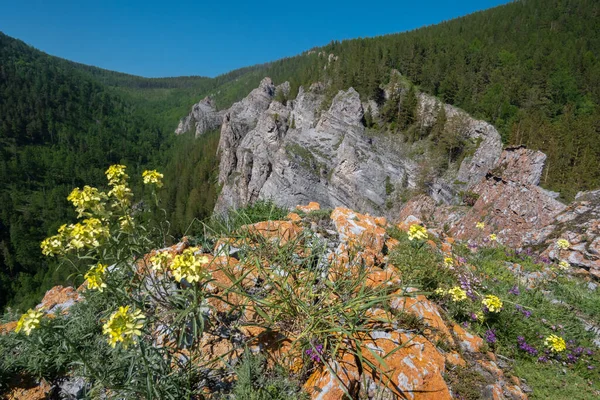 プリモルスキー尾根の岩の上の黄色の花 — ストック写真