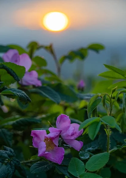 Μωβ Τριανταφυλλιές Φωτισμένες Από Τον Ήλιο — Φωτογραφία Αρχείου
