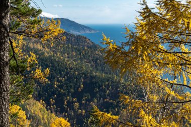 Baykal Gölü kıyısındaki Primorsky bayırının yamaçlarında sonbahar ormanı