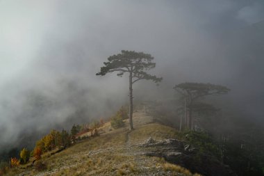Dağ yamacında sisli bir ormanda çam ağaçları