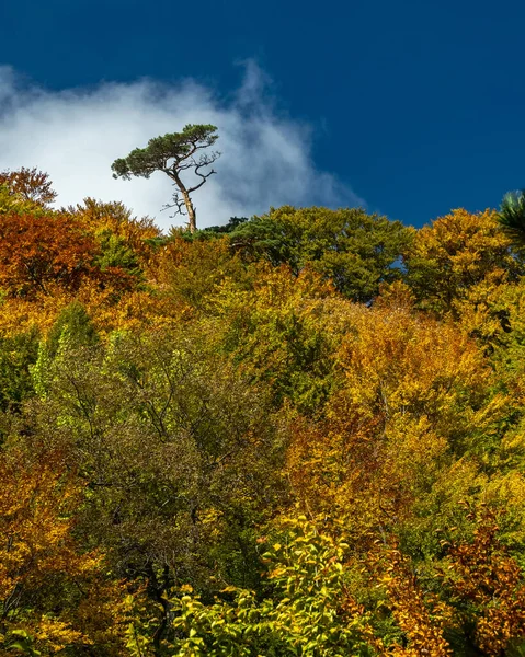 Ensam Tall Torn Över Höstskogen — Stockfoto