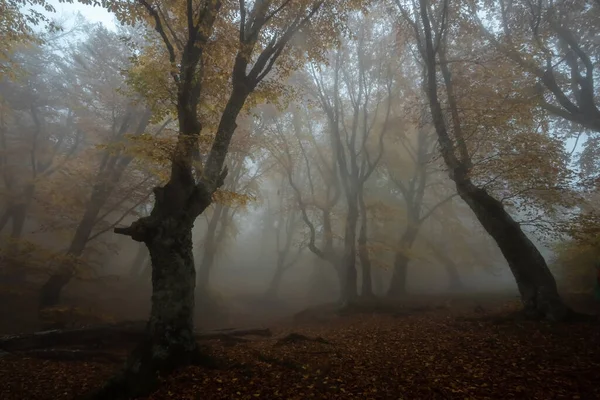 Forêt Automne Dans Brouillard — Photo