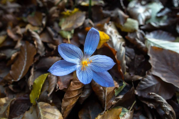 Purple Crocus Background Fallen Leaves — Stockfoto