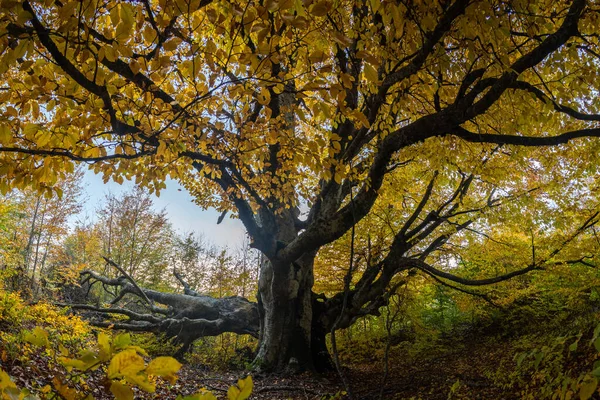 在秋天的树林中的巨大山毛榉 — 图库照片