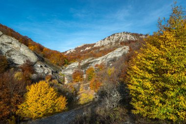 Autumn forest in the Demerdzhi mountains