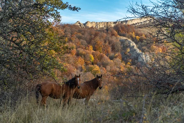 Лошади Пасутся Фоне Крымских Гор — стоковое фото