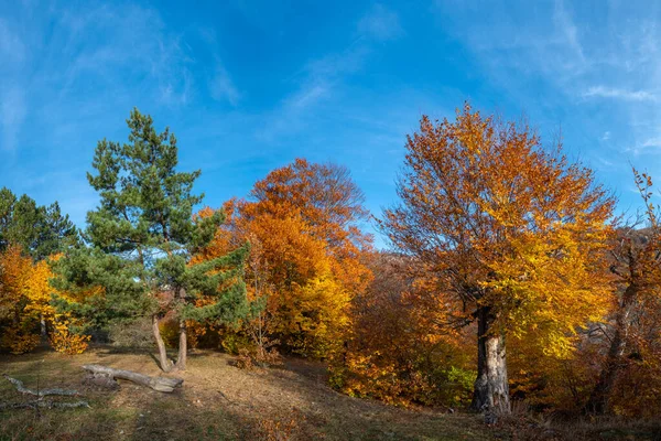 秋天森林里一片空地上的山毛榉和松树 — 图库照片