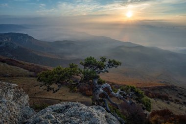 Güney Demerdzhi Dağı 'nın kıyısındaki çam ağacı
