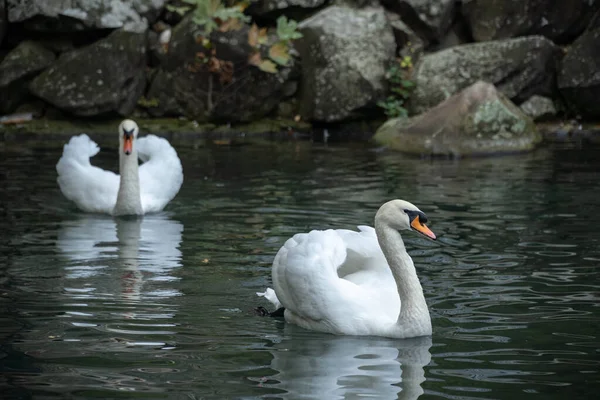 Two Swans Swim One Another Pond — Stock Photo, Image