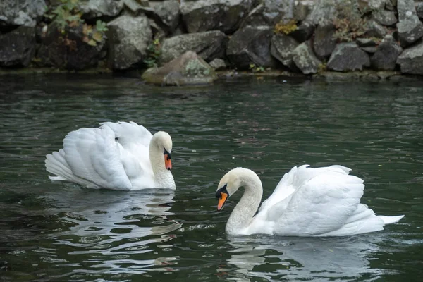 Dos Cisnes Nadan Uno Hacia Otro — Foto de Stock