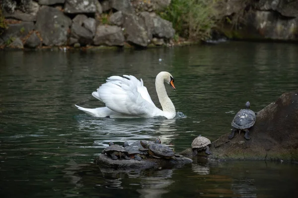 Swan Swims Pond Turtles — Stock Photo, Image