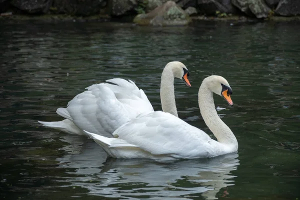 Two Swans Swim Side Side — Stock Photo, Image