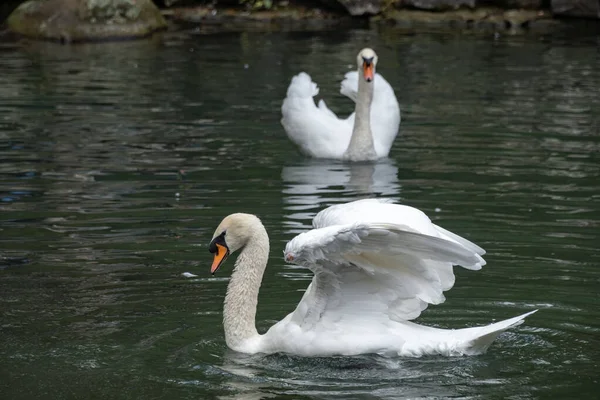 Two White Swans Swim Pond — Stock Photo, Image