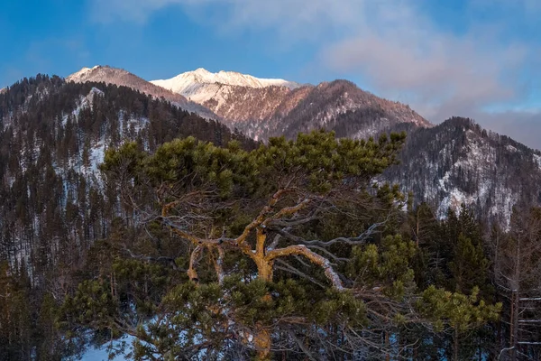 Pinheiro Siberiano Fundo Pico Montanha — Fotografia de Stock