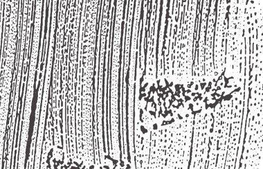 Grunge dokusu. Kederli siyah gri iz. İtiraz ediyorum. Gürültü iğrenç grunge dokusu. Kayda değer sanatsal bir yüzey. Vektör illüstrasyonu.