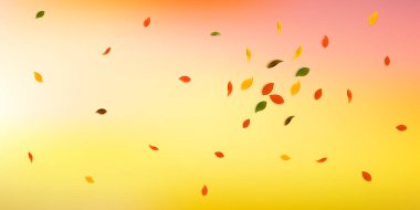 Sonbahar yaprakları dökülüyor. Kırmızı, sarı, yeşil, kahverengi yapraklar uçuşuyor. Muhteşem beyaz arka planda patlama renginde yapraklar. Güzel, okul satışına geri döndü..