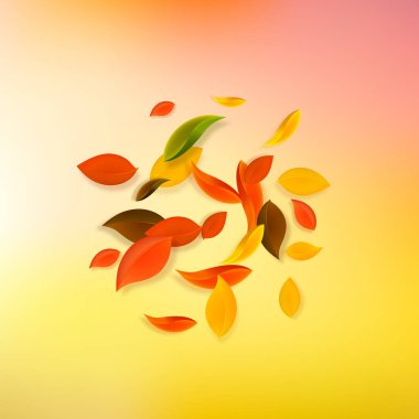 Sonbahar yaprakları dökülüyor. Kırmızı, sarı, yeşil, kaotik yapraklar uçuşuyor. Gün batımının arka planında patlayan renkli yapraklar. Otantik okul satışına dönüş.