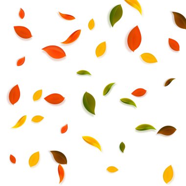 Sonbahar yaprakları dökülüyor. Kırmızı, sarı, yeşil, kaotik yapraklar uçuşuyor. Muhteşem beyaz arka planda yağan renkli yapraklar. Okul satışına geri dönmek nefes kesici..