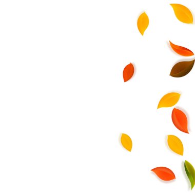 Sonbahar yaprakları dökülüyor. Kırmızı, sarı, yeşil, kahverengi, temiz yapraklar uçuşuyor. Şaşırtıcı beyaz arka planda rengarenk yapraklar. Güzel, okul satışına geri döndü..