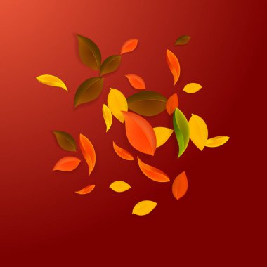 Sonbahar yaprakları dökülüyor. Kırmızı, sarı, yeşil, kaotik yapraklar uçuşuyor. Nadir bulunan kırmızı arka planda rengarenk patlayıcı yapraklar. Okul satışına geri dönüş..