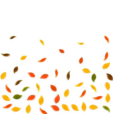 Sonbahar yaprakları dökülüyor. Kırmızı, sarı, yeşil, kahverengi yapraklar uçuşuyor. Canlı beyaz arka planda yağan renkli yapraklar. Okul satışına geri dönmek nefes kesici..