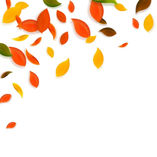 秋天落叶 褐色的乱叶飘扬 在罕见的白色背景上飘落着五彩斑斓的落叶 真正回到学校销售 — 图库矢量图片