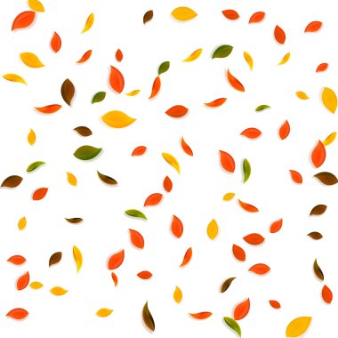 Sonbahar yaprakları dökülüyor. Kırmızı, sarı, yeşil, kaotik yapraklar uçuşuyor. Beyaz arka planda yağan yağışlı renkli yapraklar. Okul satışına geri dönmek nefes kesici..