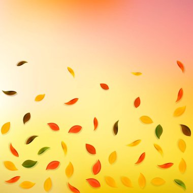 Sonbahar yaprakları dökülüyor. Kırmızı, sarı, yeşil, kahverengi yapraklar uçuşuyor. Sevimli bir günbatımı arka planında yağan renkli yapraklar. Okul satışına geri dönmek nefes kesici..