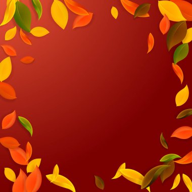 Sonbahar yaprakları dökülüyor. Kırmızı, sarı, yeşil, kaotik yapraklar uçuşuyor. Optimum kırmızı arkaplanda renkli bir yaprak. Okul satışına geri dönmek harika..