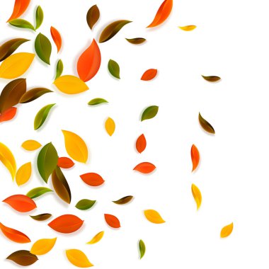 Sonbahar yaprakları dökülüyor. Kırmızı, sarı, yeşil, kaotik yapraklar uçuşuyor. Büyüleyici beyaz arka planda rengarenk yapraklar. Harika, okul satışına geri döndük..